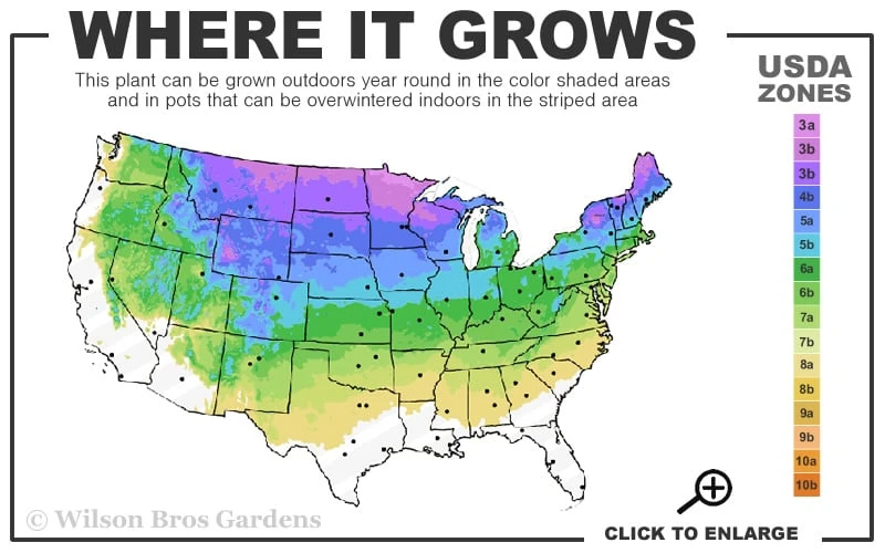 Little Gem Dwarf Norway Spruce Tree (Single Trunk) - 2 Gallon Pot - Image 3