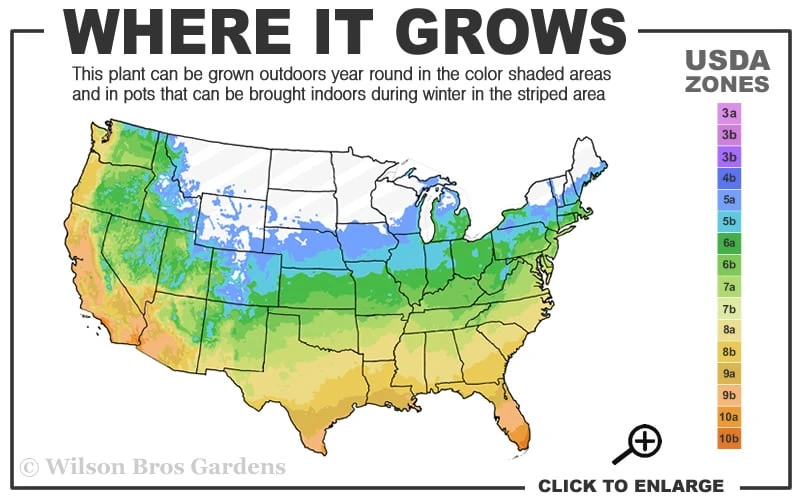 Okina Liriope (Frosted Monkey Grass) - 1 Gallon Pot - Image 3