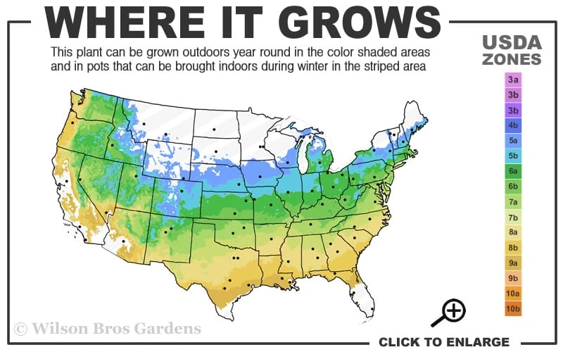 Hana Tsukasa Japanese Maple - 3 Gallon Pot (4-5') - Image 3