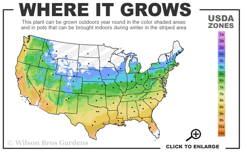 Twisting Red Leucothoe (Fetterbush) - 2 Gallon Pot - Image 3