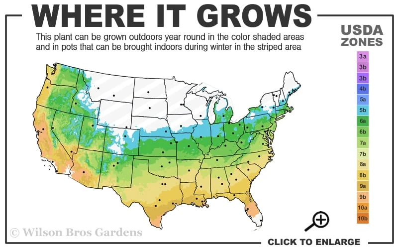 Lady In Red Hydrangea - 3 Gallon Pot - Image 3