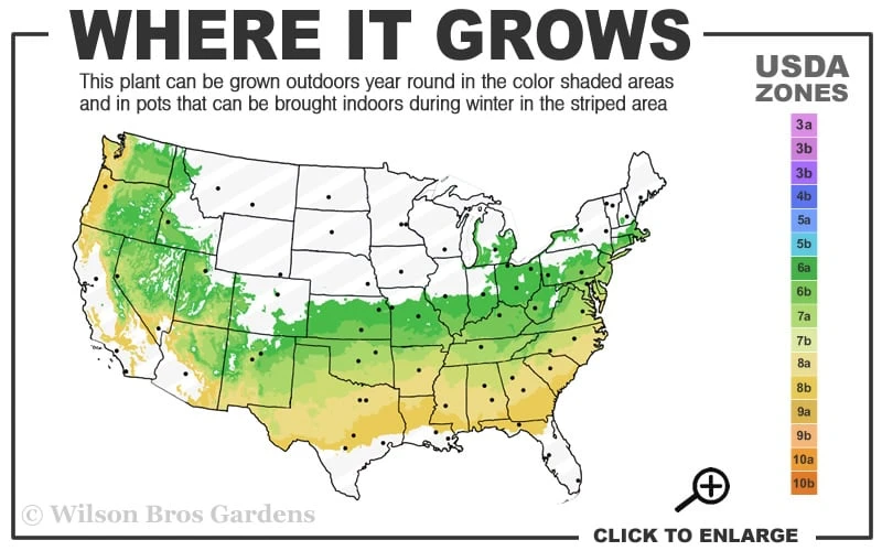 Elegans Variegated Boxwood - Buxus Sempervirens 'Elegantissima' - 2 Gallon Pot - Image 3