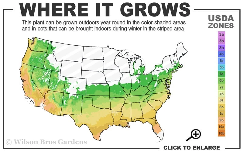 Smitty's Orange Crush Native Azalea (Rhododendron X) - 3 Gallon Pot - Image 3