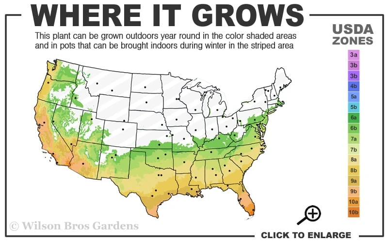 Angus Cold Hardy Eucalyptus Tree (Eucalyptus Nicholii) - 3 Quart Pot - Image 3