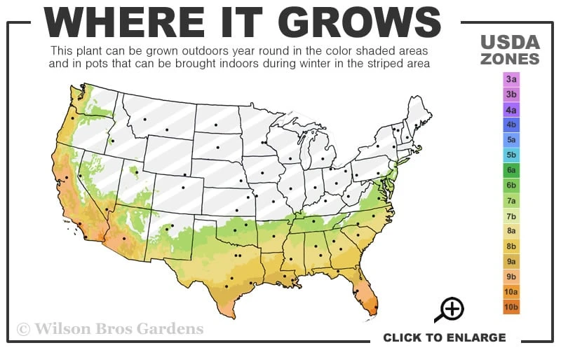 Hosoba Hoshifu Variegated Aucuba (Japanese Laurel) - 1 Gallon Pot - Image 3