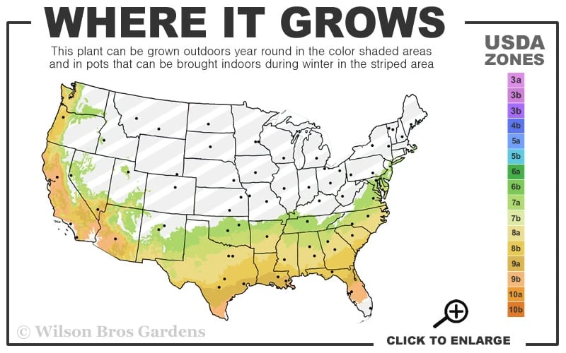 Blue Jeans Mountain Lilac (Ceanothus) - 2 Gallon Pot - Image 3