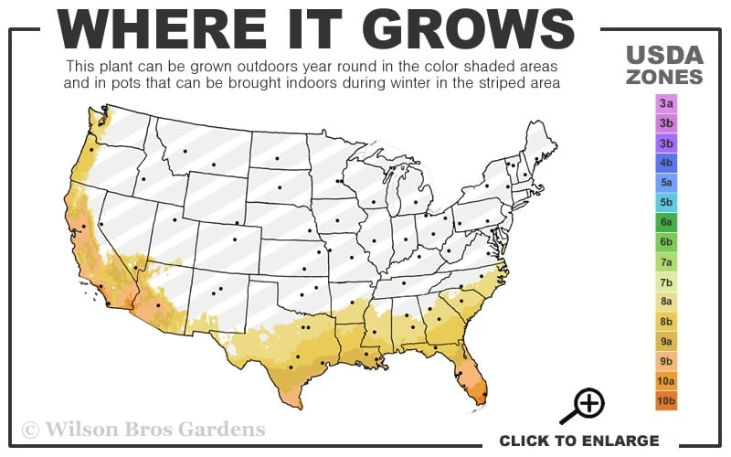 Trailing Lavender Lantana - 5 Pack Of Pint Pots - Image 3