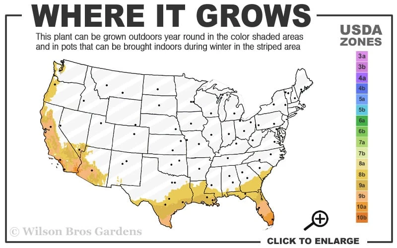 Alphonse Karr Golden Bamboo (Bambusa Multiplex) - 2 Gallon Pot - Image 3