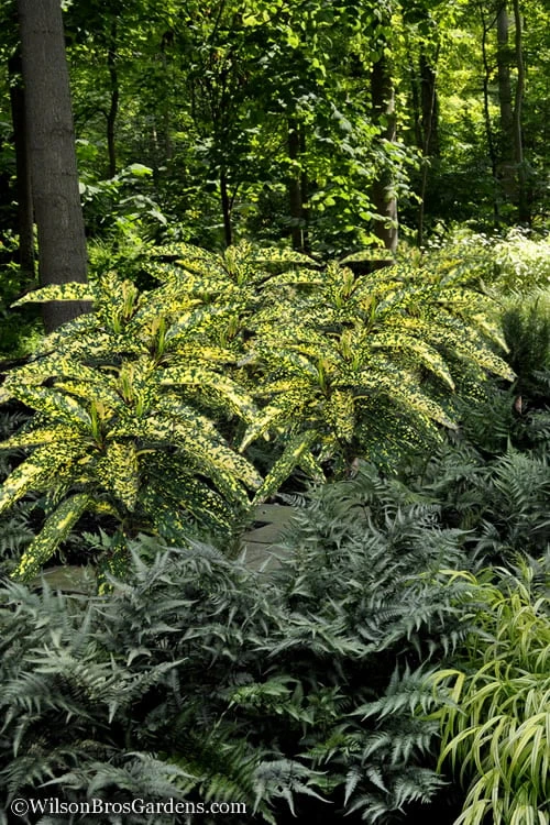 Hosoba Hoshifu Variegated Aucuba (Japanese Laurel) - 1 Gallon Pot - Image 5