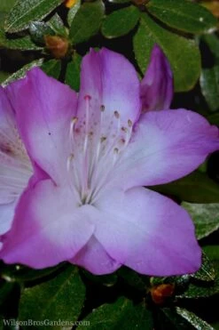 Nuccio's Voodoo Azalea - 3 Gallon Pot