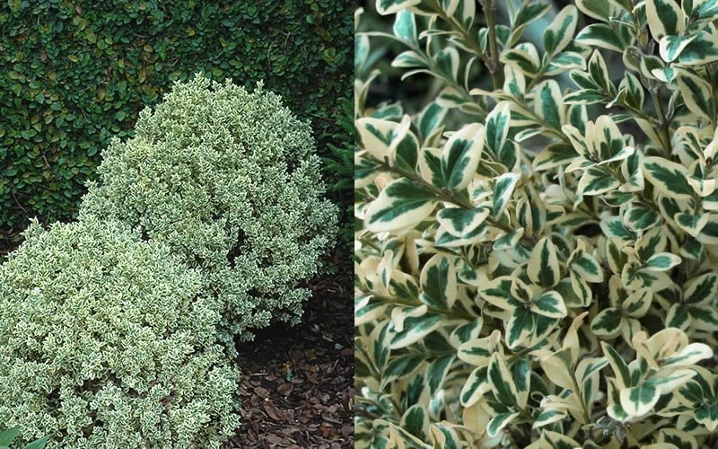 Dwarf Variegated Boxwood - 6 Pack Of 1 Gallon Pots - Image 4