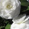 Alba Plena Camellia Japonica - 7 Gallon Pot (3-4')