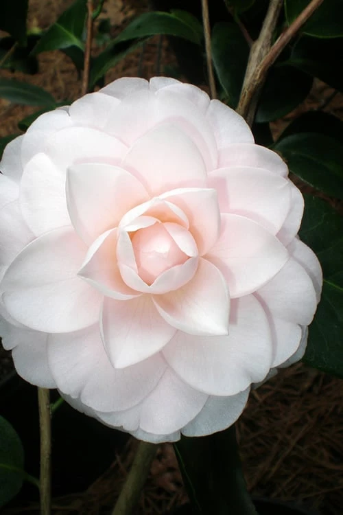 Goggy Camellia Japonica - 1 Gallon Pot - Image 4