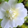 Snow Flurry Cold Hardy Camellia Hybrid - 3 Gallon Pot