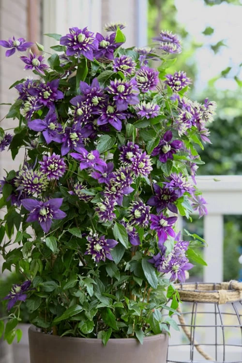 Taiga Clematis - 2 Gallon Pot - Image 4