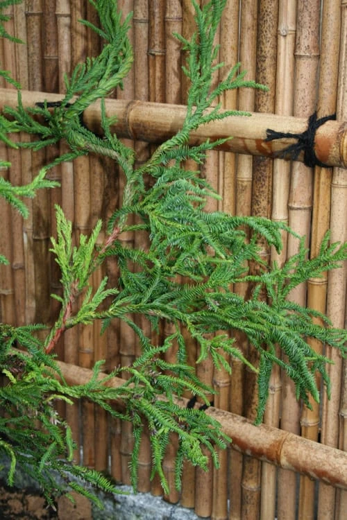 Rasen Sugi Cryptomeria Japanese Cedar - 3 Gallon Pot - Image 6