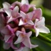 Zuiko Nishiki Winter Daphne Odora - 2 Gallon Pot