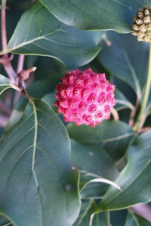 Empress Of China Dogwood - 3 Gallon Pot - Image 7