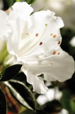 Autumn Angel Encore Azalea - 1 Gallon Pot