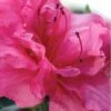 Autumn Rouge Encore Azalea - 1 Gallon Pot
