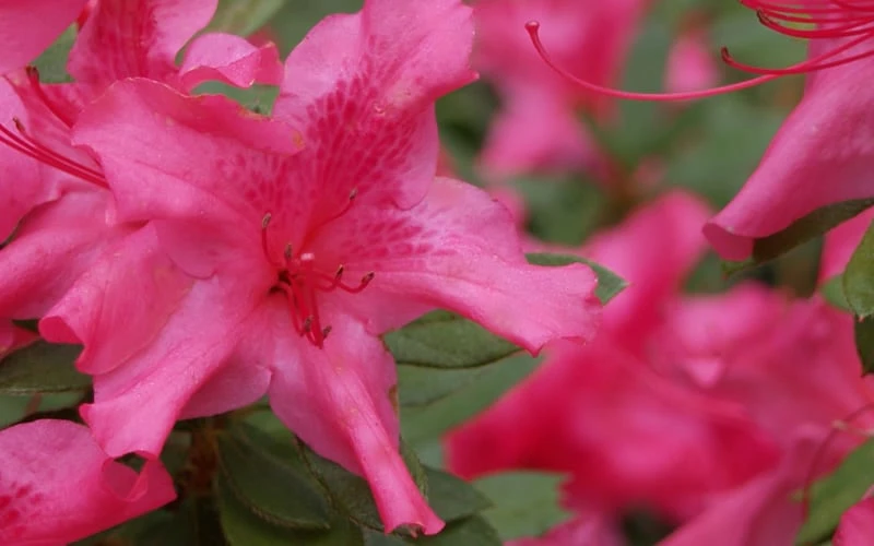 Autumn Sundance Encore Azalea - 3 Gallon Pot - Image 5