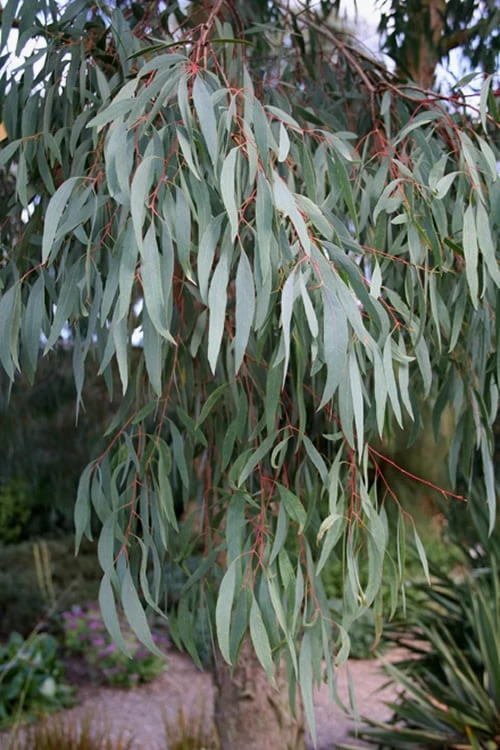 Angus Cold Hardy Eucalyptus Tree (Eucalyptus Nicholii) - 3 Quart Pot - Image 8
