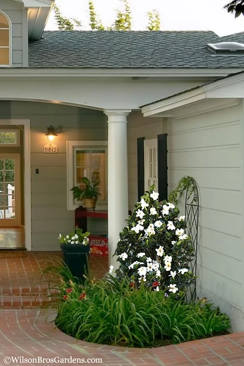 Diamond Spire Gardenia - 3 Gallon Pot - Image 5