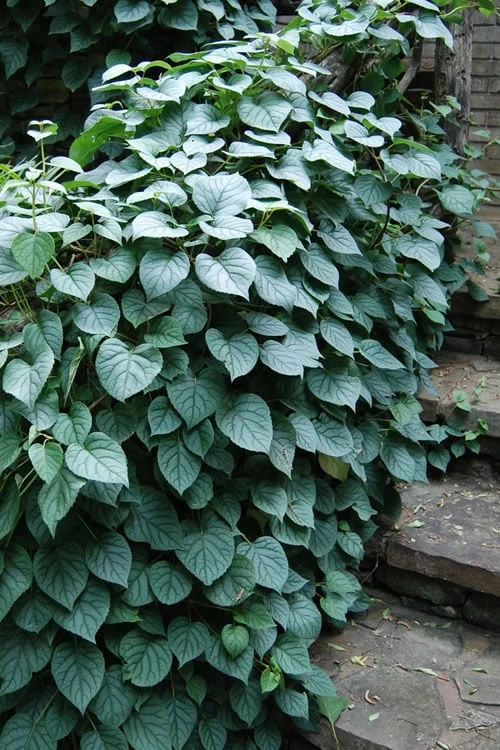 Moonlight Climbing Hydrangea - 1 Gallon Pot - Image 7
