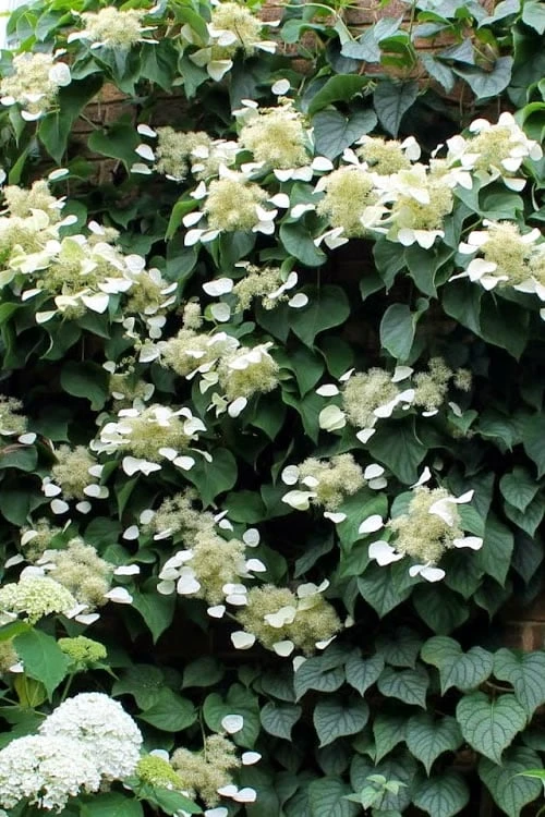 Moonlight Climbing Hydrangea - 1 Gallon Pot - Image 8