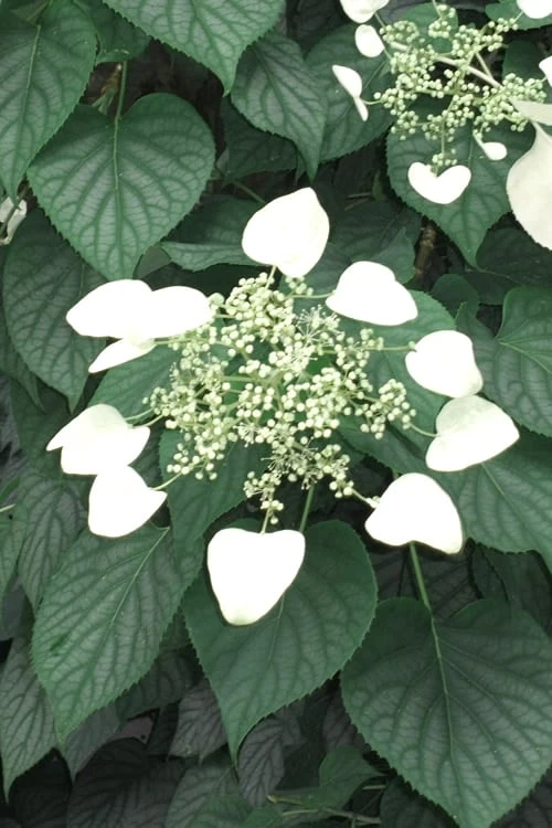 Moonlight Climbing Hydrangea - 1 Gallon Pot - Image 4