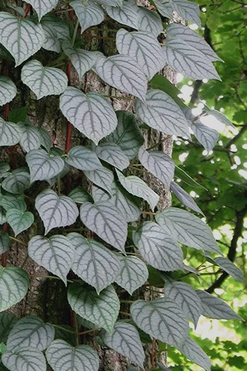 Moonlight Climbing Hydrangea - 1 Gallon Pot - Image 11