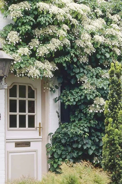 Moonlight Climbing Hydrangea - 1 Gallon Pot - Image 5