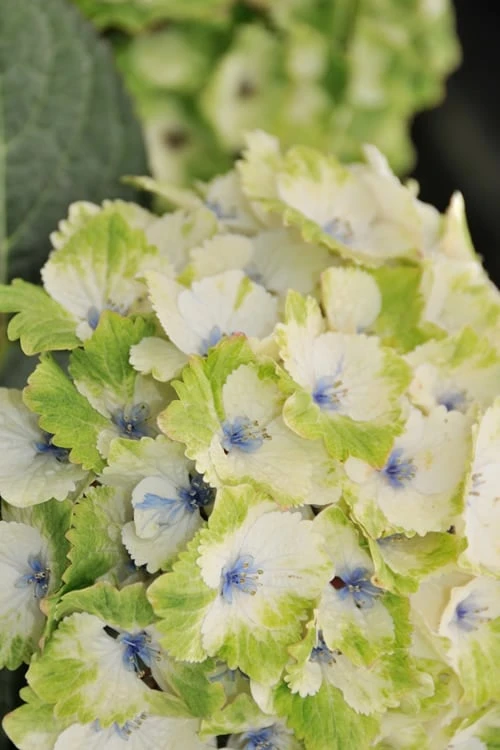 Everlasting Noblesse Hydrangea - 3 Gallon Pot - Image 5