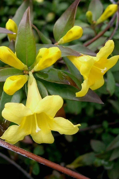 Swamp Carolina Jasmine (Jessamine) - Gelsemium Rankinii - 2 Gallon Pot