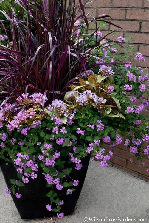 Trailing Lavender Lantana - 5 Pack Of Pint Pots - Image 4