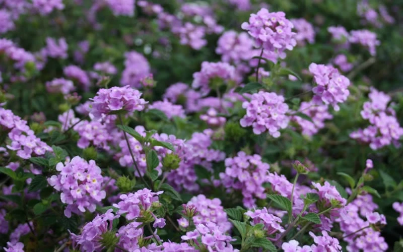 Trailing Lavender Lantana - 5 Pack Of Pint Pots - Image 8