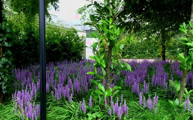Royal Purple Liriope - Lilyturf - 18 Count Flats Of Pint Pots - Image 4