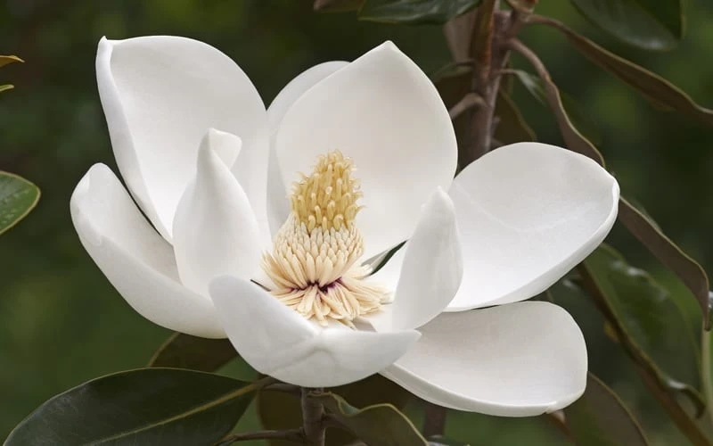 Alta Southern Magnolia - 7 Gallon Pot (3-4') - Image 5