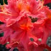 Jeb Stuart Native Azalea (Rhododendron) - 1 Gallon Pot