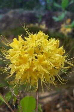 Lemon Lush Azalea (Rhododendron Austrinum) - 3 Gallon Pot