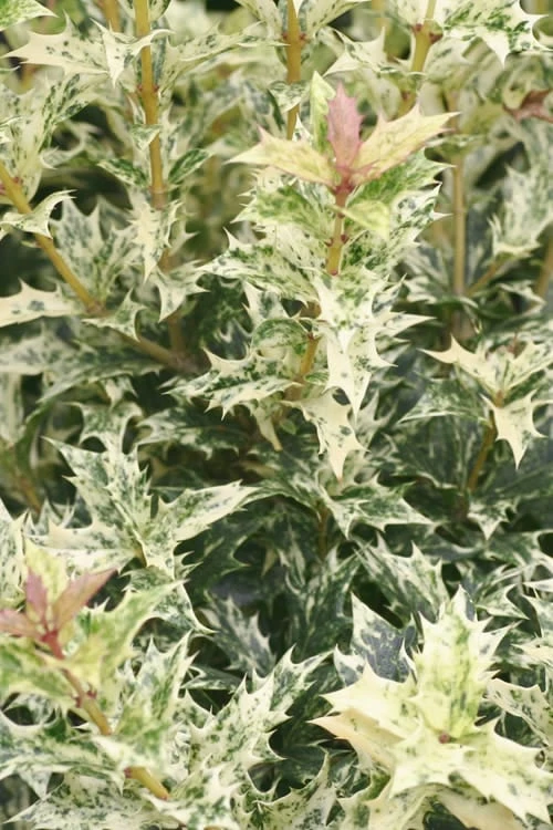 Goshiki Osmanthus (Variegated False Holly) - 5 Gallon Pot - Image 5