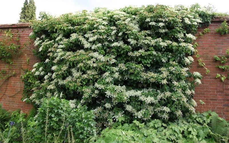 Moonlight Climbing Hydrangea - 1 Gallon Pot - Image 9