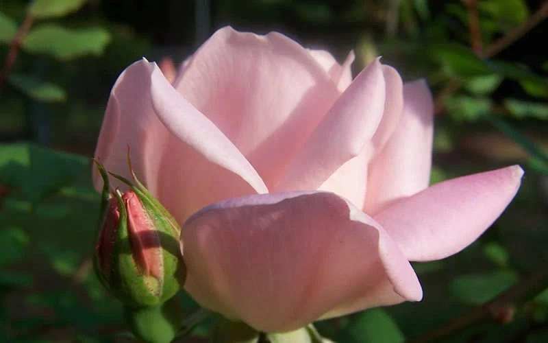 The Georgia Peach Shrub Rose - 1 Gallon Pot - Image 8