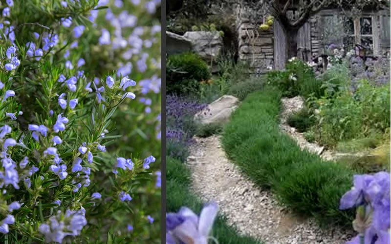 Chef's Choice Rosemary - 1 Gallon Pot - Image 5