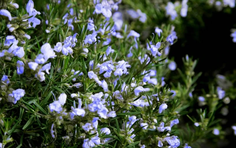 Chef's Choice Rosemary - 1 Gallon Pot - Image 4