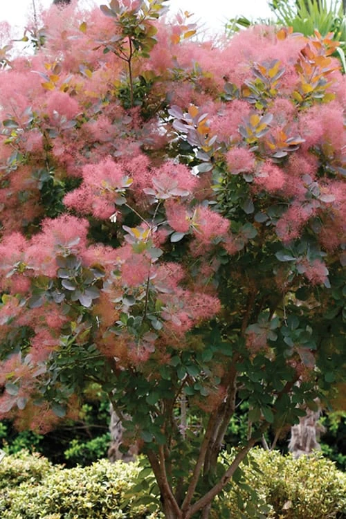 Grace Pink Flowering Smoke Tree - 3 Gallon Pot - Image 7