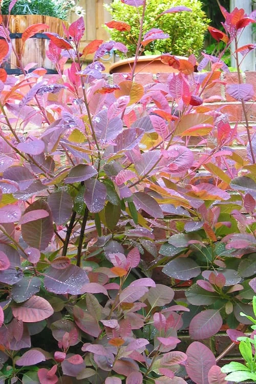 Grace Pink Flowering Smoke Tree - 3 Gallon Pot - Image 8