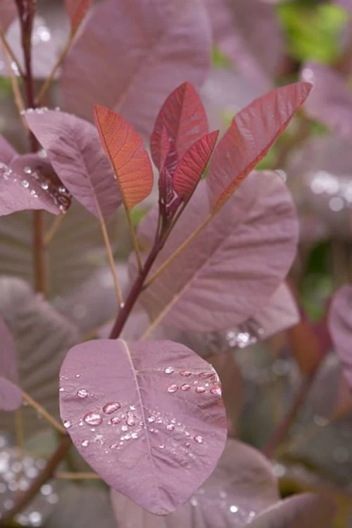Grace Pink Flowering Smoke Tree - 3 Gallon Pot - Image 5