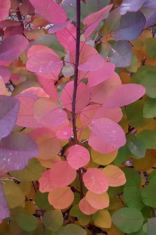 Grace Pink Flowering Smoke Tree - 3 Gallon Pot - Image 6