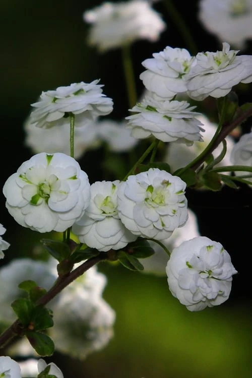 Plena Double Bridal Wreath Spirea (Spirea Prunifolia) - 6 Pack Of 1 Gallon Pots - Image 7